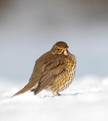 Song Thrush, Turdus philomelos