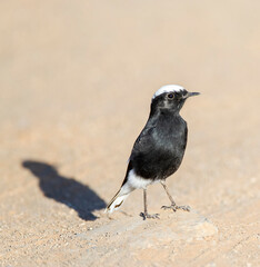 White-crowned Wheatear, Oenanthe leucopyga aegra