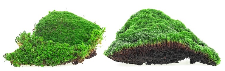 Collection of green forest moss isolated on a white background. Mossy hills.