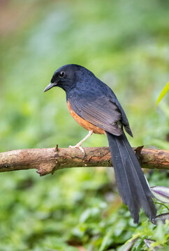 White-rumped Shama, Copsychus Malabaricus