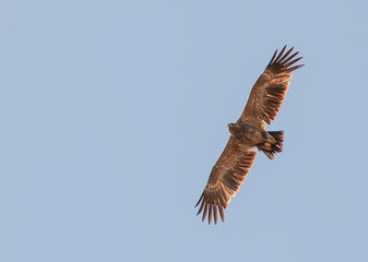 Steppe Eagle, Aquila nipalensis