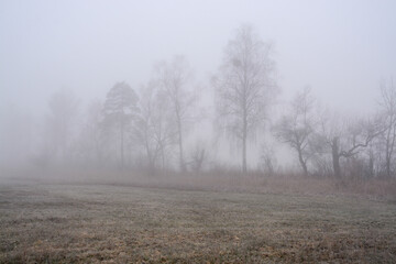 Obraz na płótnie Canvas Silhouette of trees on a foggy morning