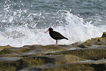 Beautiful black oystercatcher bird standing by the coastline