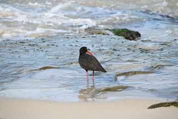 Beautiful black oystercatcher bird standing by the coastline