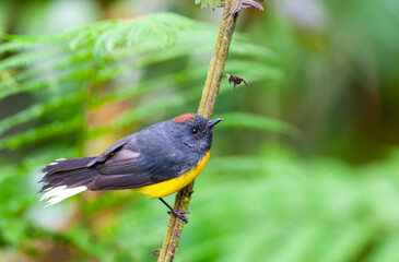 Slate-throated Redstart, Myioborus miniatus verticalis