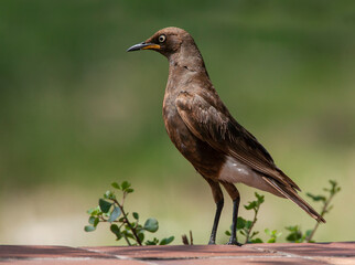 African Pied Starling, Lamprotornis bicolor