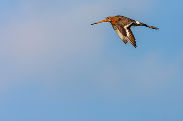 Black-tailed Godwit, Limosa limosa