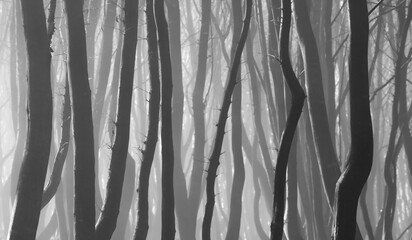 View of silhouettes of trees in dark and gloomy forest with fog and light in background. Grayscale