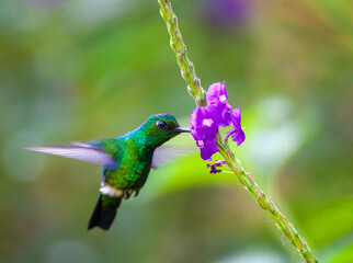 Blue-tailed Emerald, Chlorostilbon mellisugus