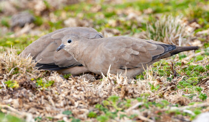 Black-winged ground dove, Metriopelia melanoptera saturatior