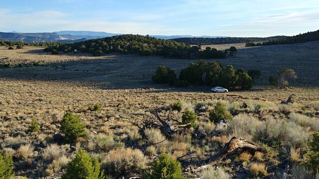 National forest with juniper trees