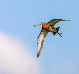 Black-tailed Godwit, Limosa limosa
