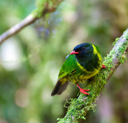 Green-and-black Fruiteater, Pipreola riefferii