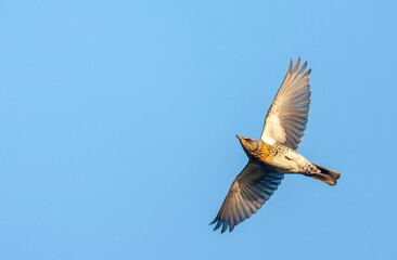 Obraz premium Fieldfare, Turdus pilaris