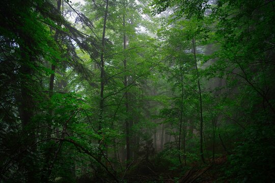 Nebelige Waldlandschaft © Elke