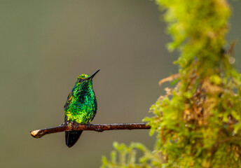 Western Emerald, Chlorostilbon melanorhynchus