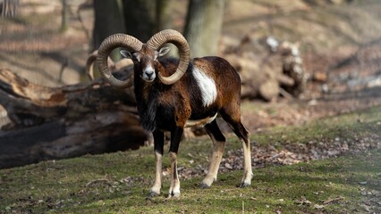 Close-up of Asiatic mouflon in the mountain forest
