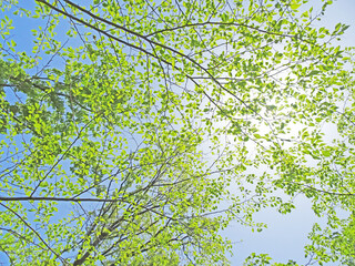 樹木と空