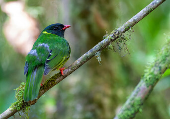 Green-and-black Fruiteater, Pipreola riefferii