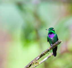 Purple-bibbed Whitetip, Urosticte benjamini