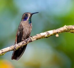 Brown Violetear, Colibri delphinae