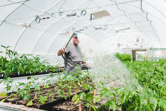 Male Worker Watering Cannabis Plants In Greenhouse