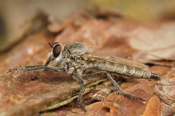 Closeup on a dune robberfly, Philonicus albiceps, in the sand at the Belgian coast