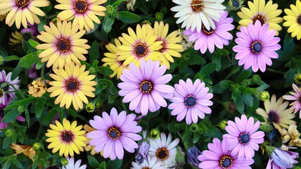Colorful African daisies in the park
