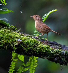 Buff-breasted Babbler, Pellorneum tickelli
