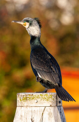 Great Cormorant, Phalacrocorax carbo