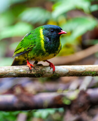 Green-and-black Fruiteater, Pipreola riefferii
