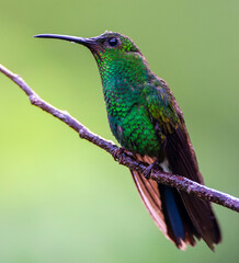 White-vented Plumeleteer, Chalybura buffonii