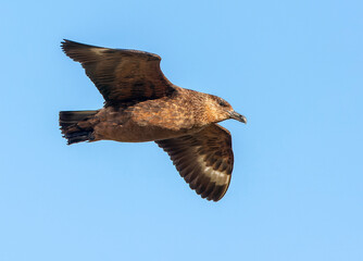 Chilean Skua, Stercorarius chilensis