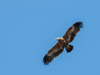 Steppe Eagle, Aquila nipalensis