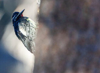 Williamson's Sapsucker Sphyrapicus thyroideus