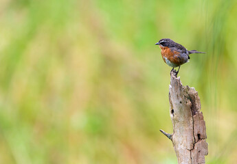 Black-and-rufous warbling finch, Poospiza nigrorufa