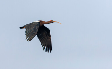 Red-naped Ibis, Pseudibis papillos