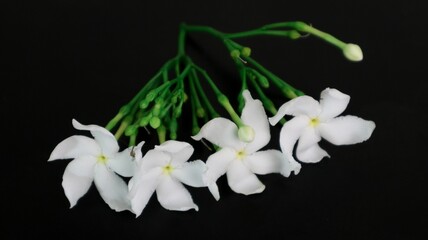 Closeup shot of blooming white flowers on a black background