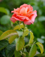 Scarlet rose in the garden on a sunny summer day. The beauty of flowers.