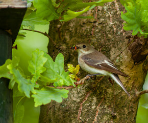 Pied Flycatcher, Ficedula hypoleuca