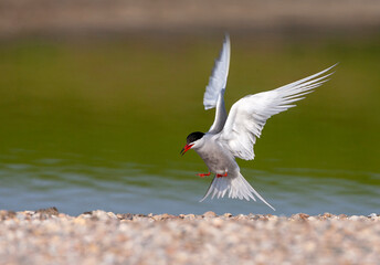 Common Tern, Sterna hirundo