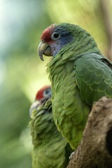 Red-tailed amazon © Hana