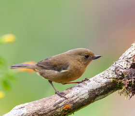 White-sided Flowerpiercer, Diglossa albilatera