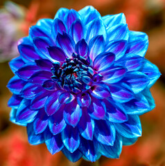 Details of blue dahlia flower macro photography. Low key photo emphasizing texture, high contrast and intricate floral patterns in dark wide panorama background format.