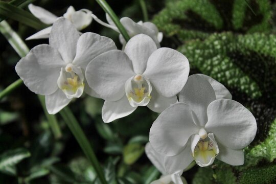 Closeup Shot Of White Orchid Flower Species On A Bush