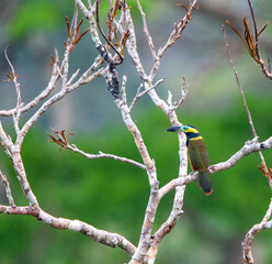 Golden-collared Toucanet, Selenidera reinwardtii