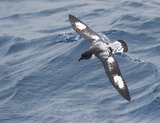Cape Petrel, Daption capense australe