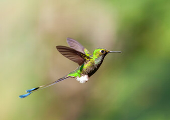 White-booted Racket-tail, Ocreatus underwoodii melanantherus