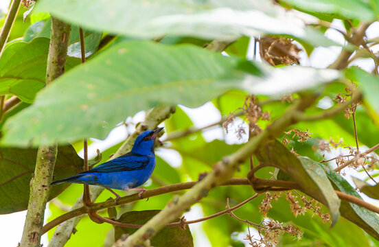 Dacnis Cayana Images Browse 533 Stock Photos Vectors And Video dacnis-cayana-images-browse-533-stock-photos-vectors-and-video