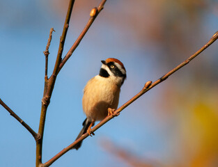 Black-throated bushtit, Aegithalos concinnus